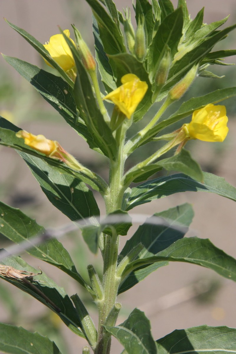 Oakes' Evening Primrose photo 6