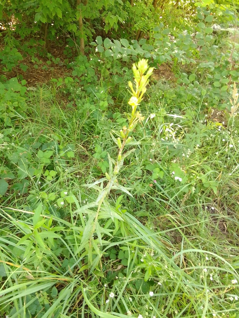 Oakes' Evening Primrose photo 7