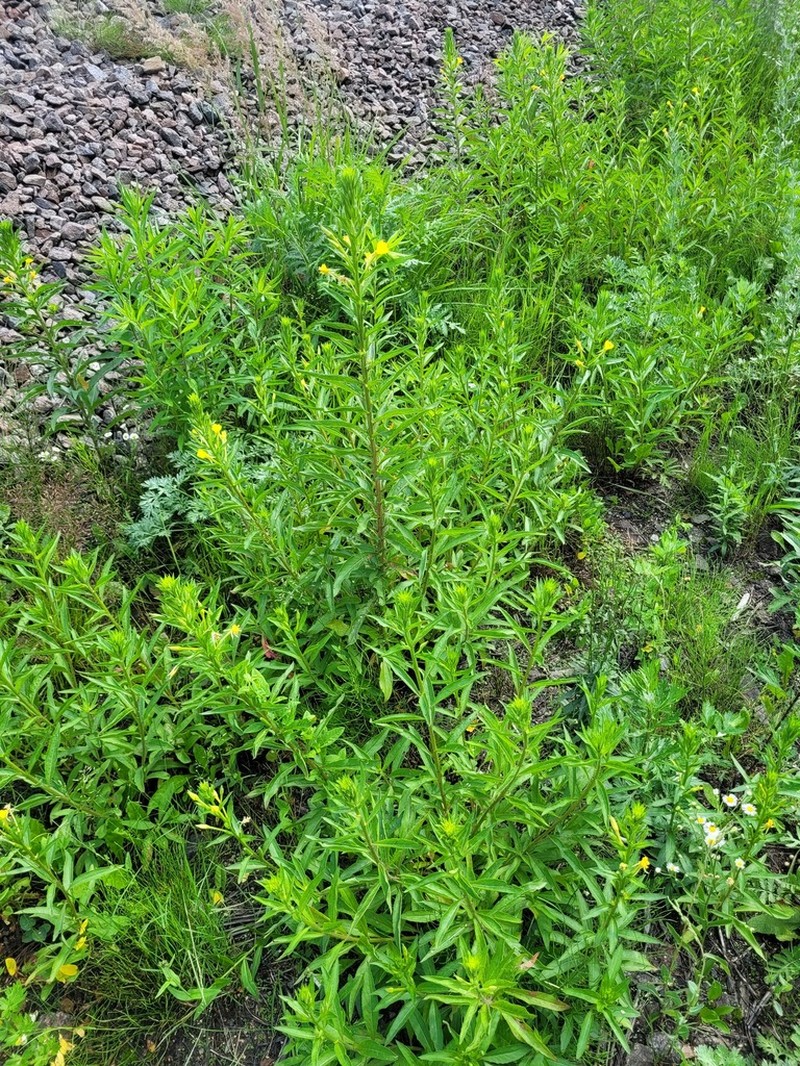 Oakes' Evening Primrose photo 8