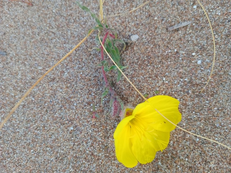 Oenothera odorata photo 2