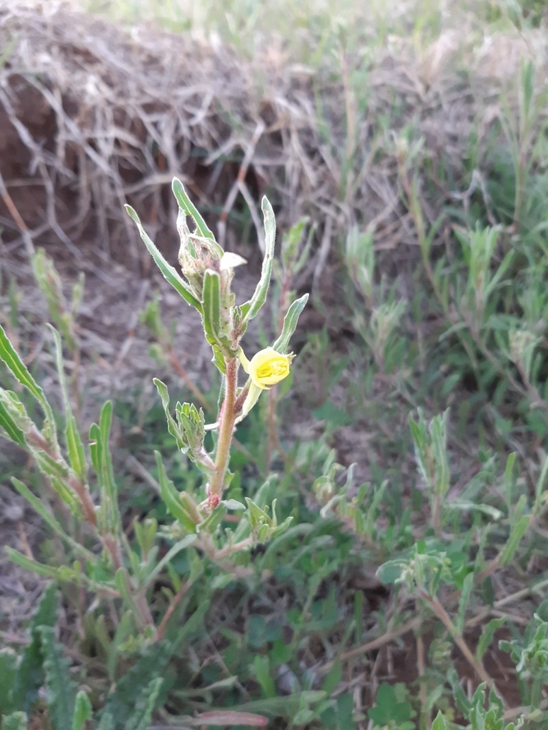 Oenothera odorata photo 3