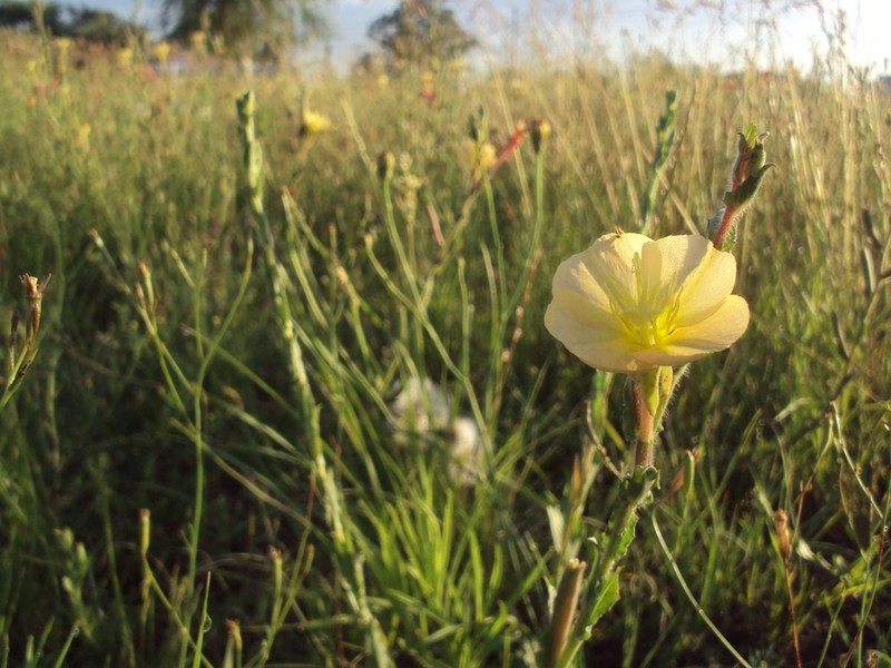 Oenothera odorata photo 4