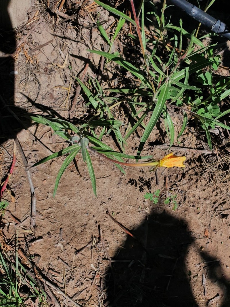Oenothera odorata photo 5