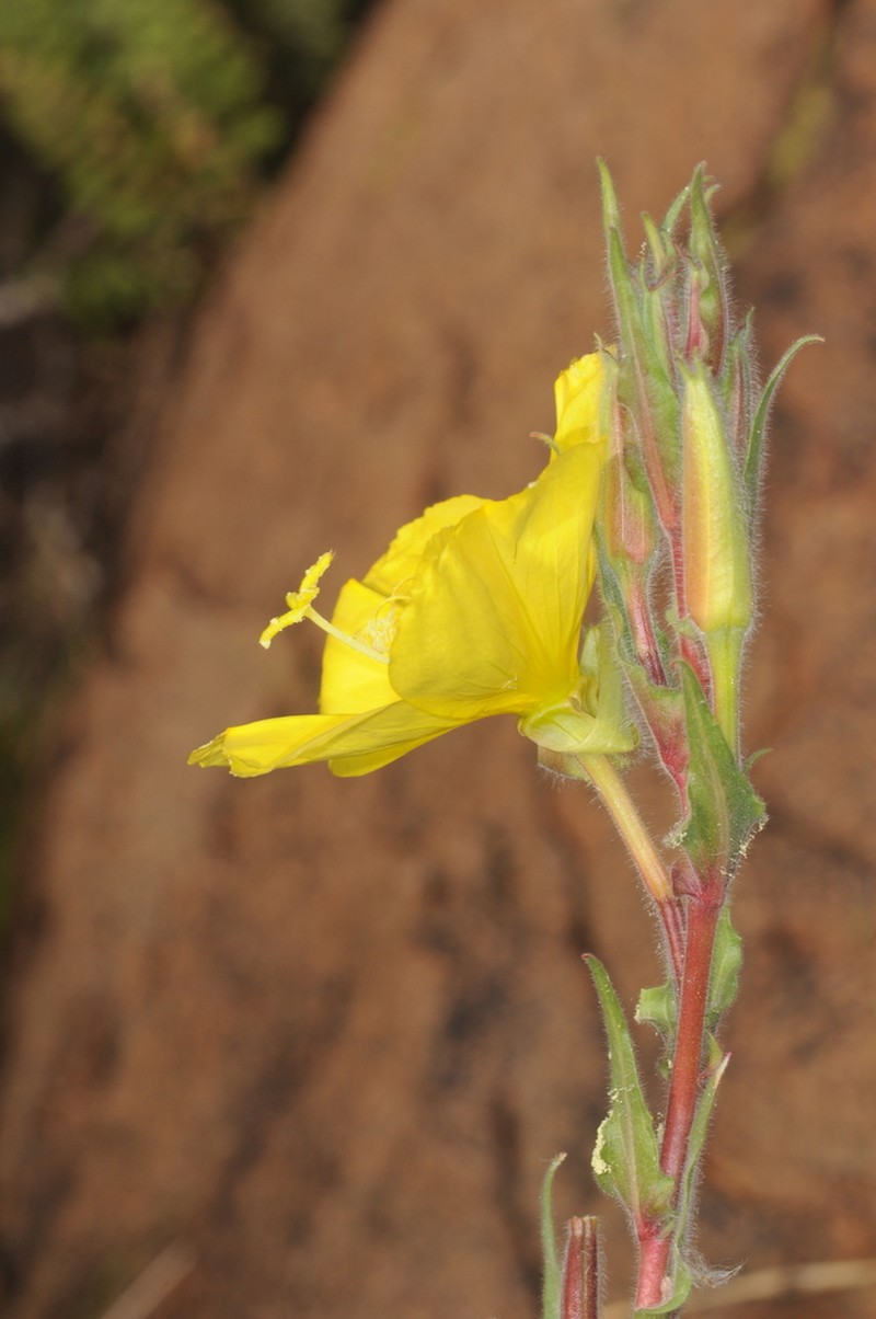 Oenothera odorata photo 6