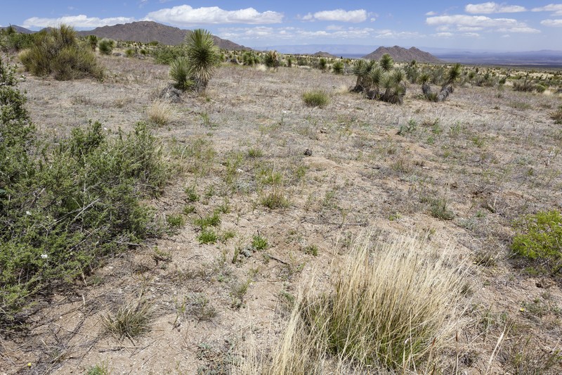 Organ Mountain Evening Primrose photo 2