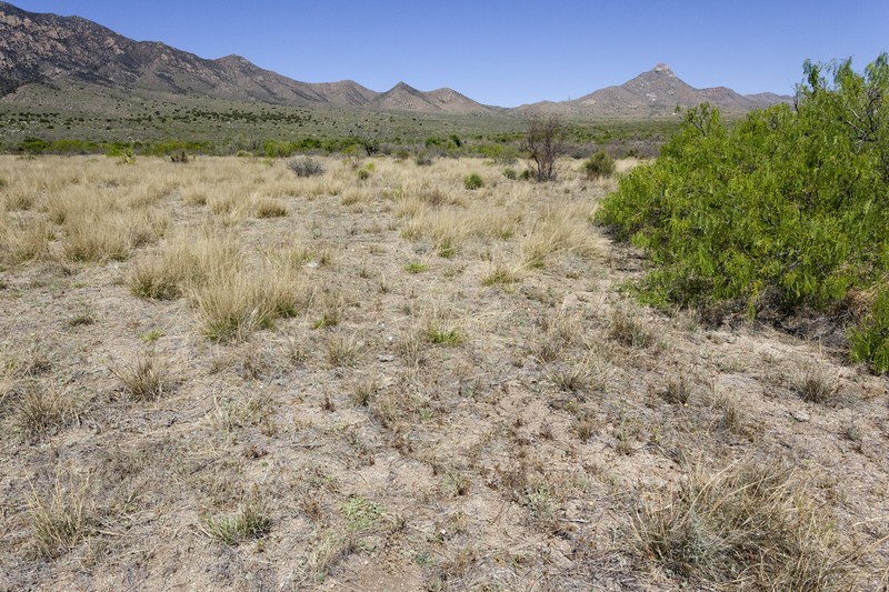 Organ Mountain Evening Primrose photo 3