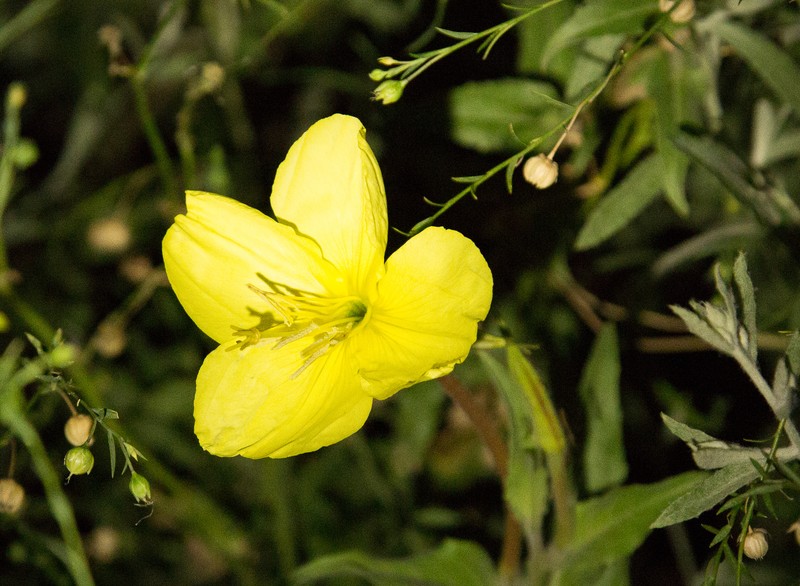 Organ Mountain Evening Primrose