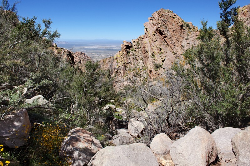 Organ Mountain Evening Primrose photo 4