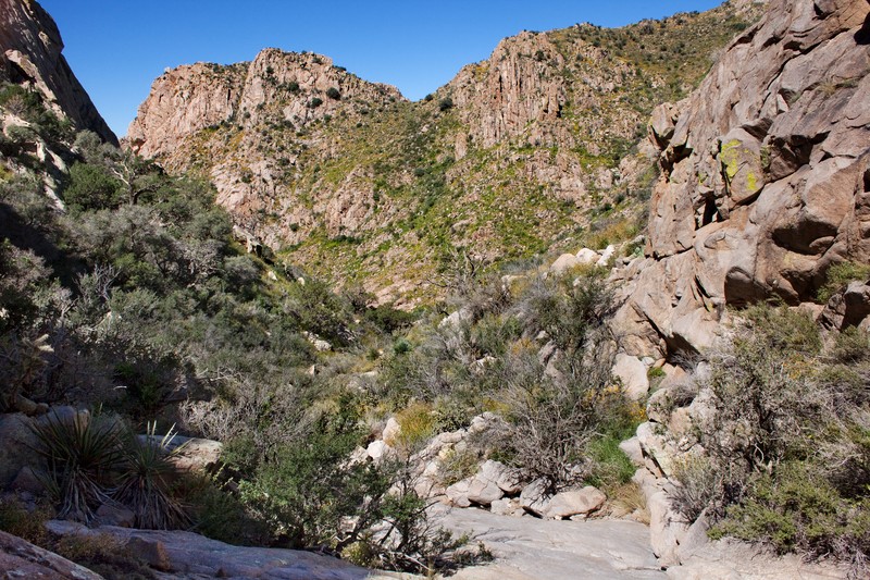 Organ Mountain Evening Primrose photo 5