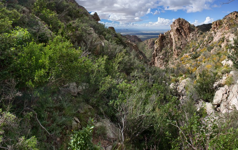 Organ Mountain Evening Primrose photo 6