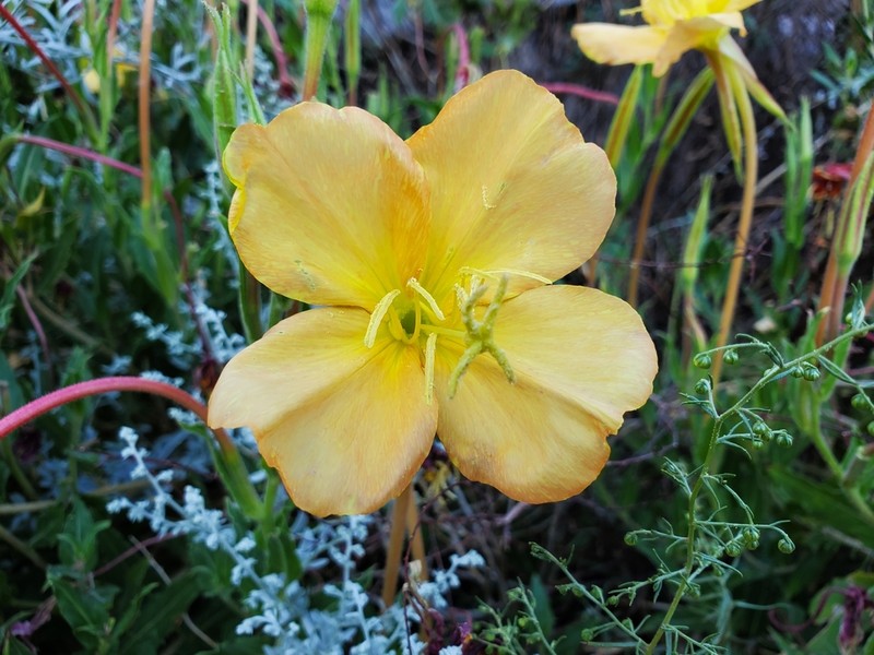 Organ Mountain Evening Primrose