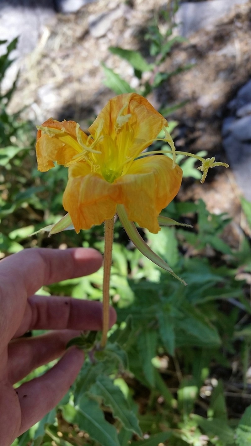 Organ Mountain Evening Primrose photo 2