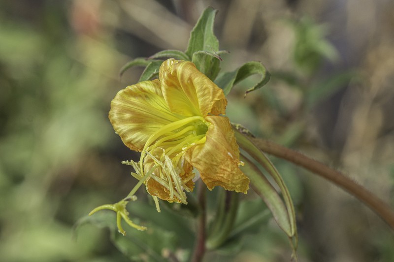 Organ Mountain Evening Primrose photo 3