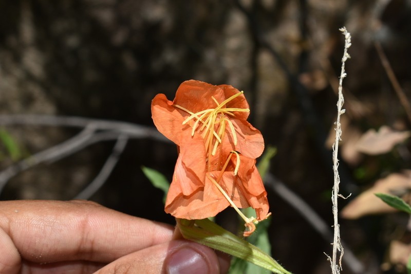 Organ Mountain Evening Primrose photo 4