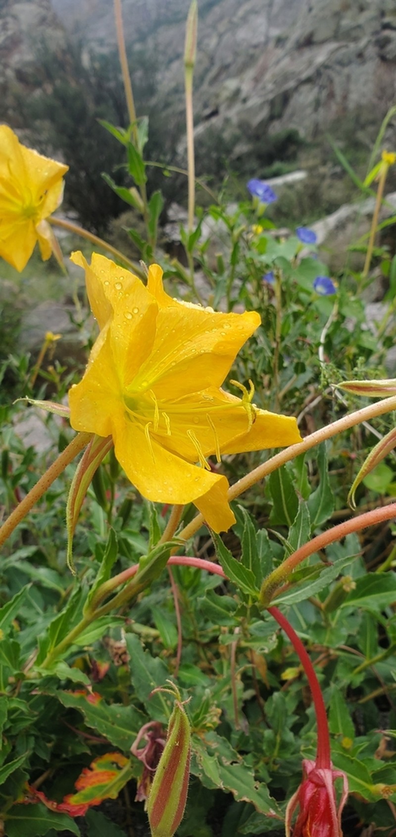 Organ Mountain Evening Primrose photo 5