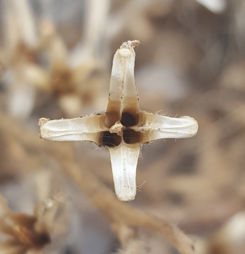 Organ Mountain Evening Primrose photo 6