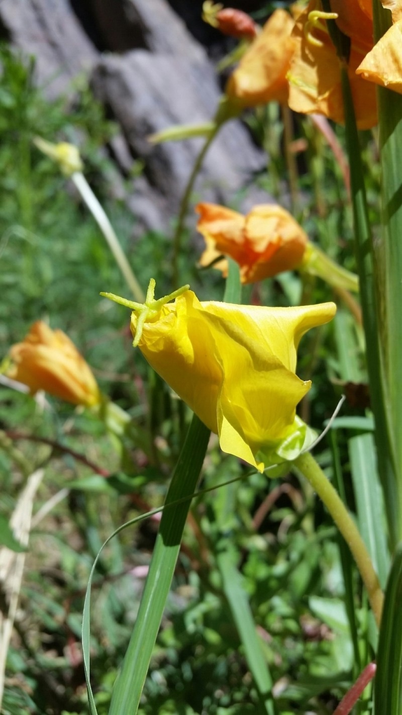 Organ Mountain Evening Primrose photo 7