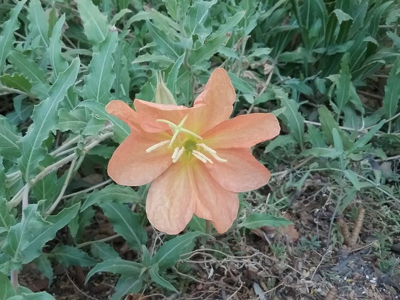 Organ Mountain Evening Primrose photo 8