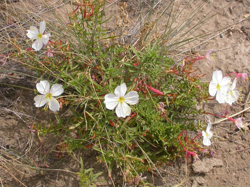 Pale Evening Primrose photo 2