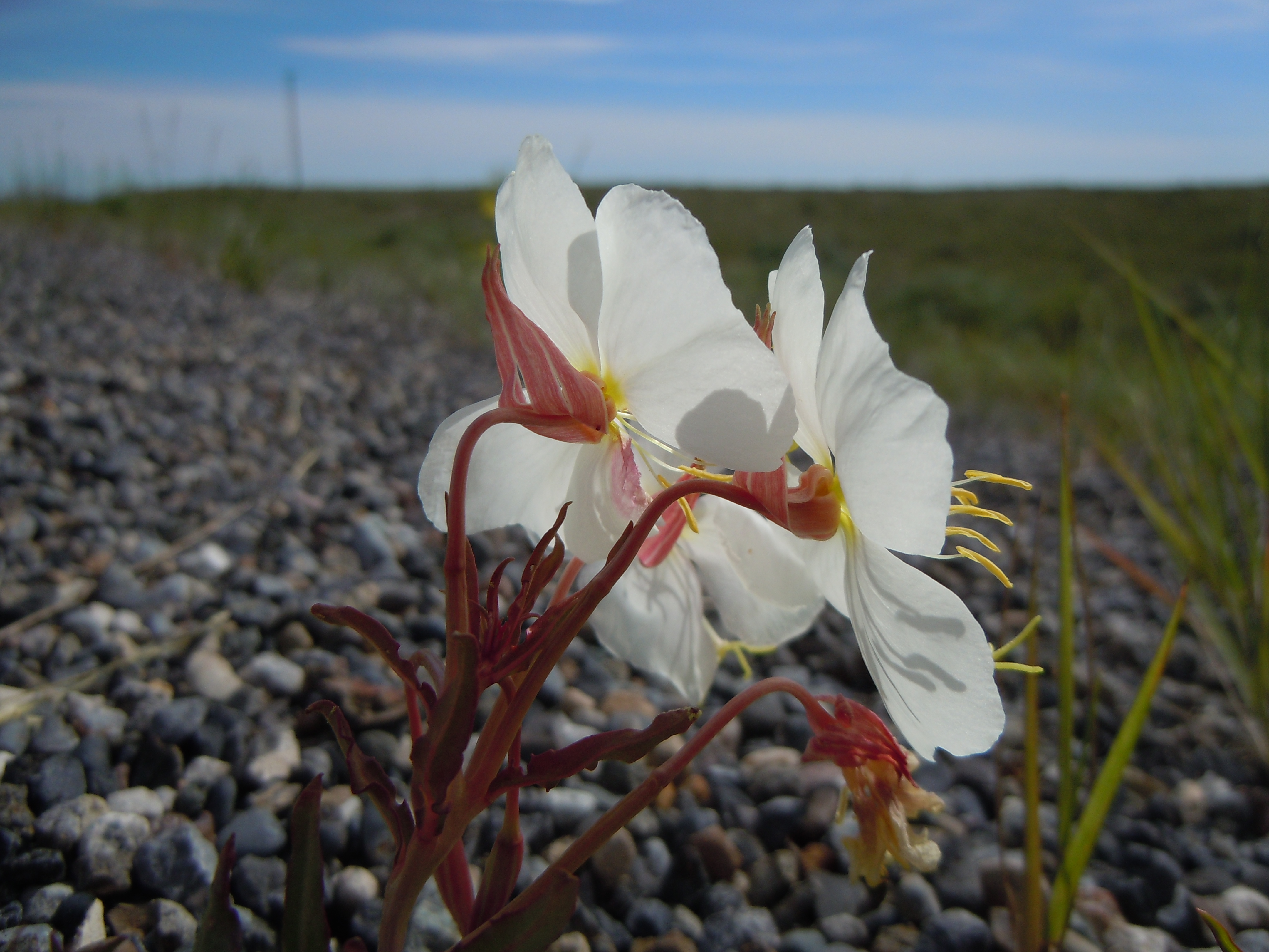 Pale Evening Primrose photo 5
