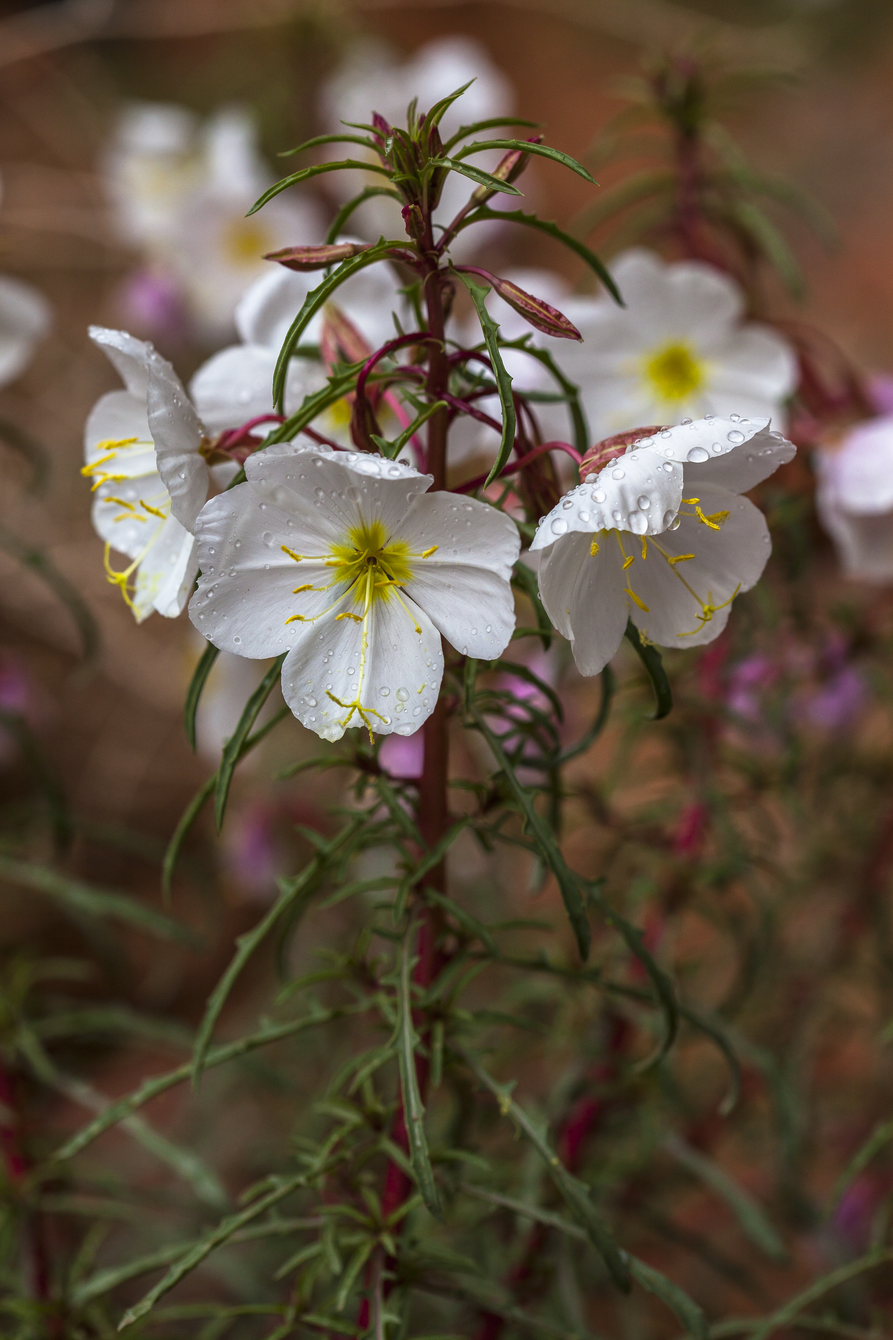 Pale Evening Primrose photo 6