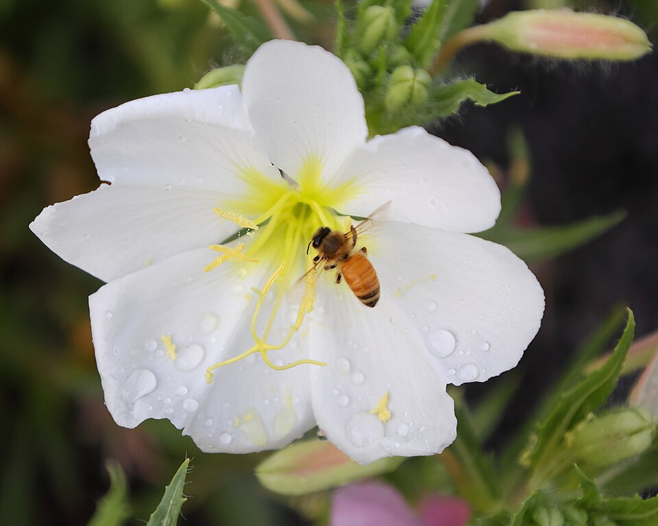 Pale Evening Primrose photo 7