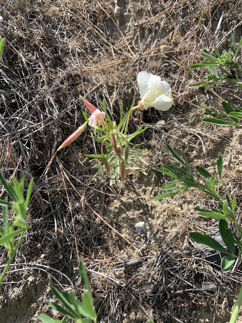 Pale Evening Primrose photo 5