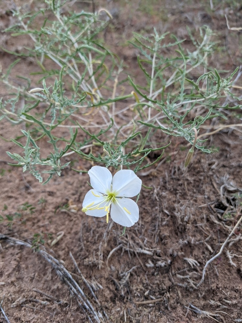 Pale Evening Primrose photo 6