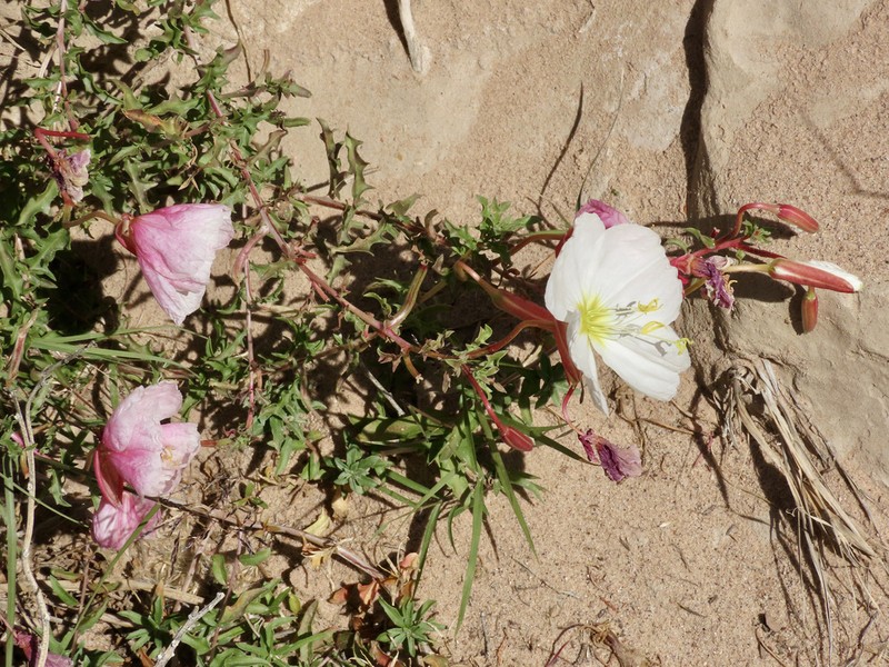 Pale Evening Primrose photo 7