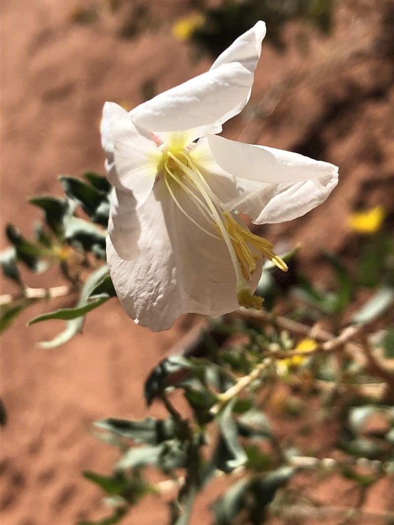 Pale Evening Primrose photo 8