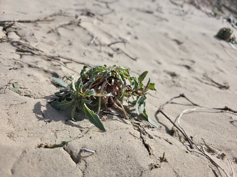 Mountain Evening Primrose