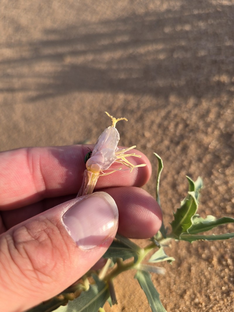 Mountain Evening Primrose photo 2
