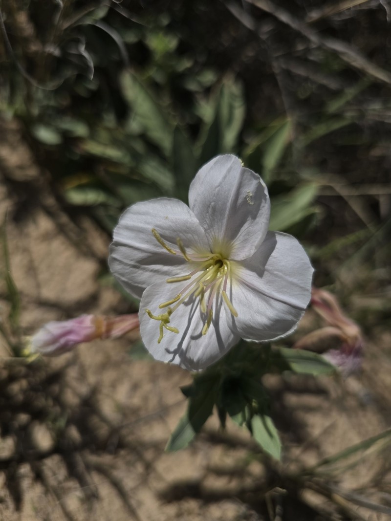 Mountain Evening Primrose photo 3