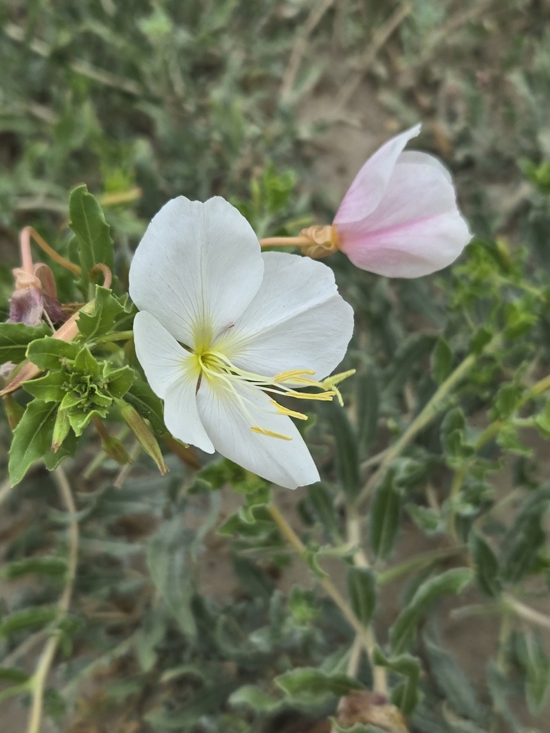 Mountain Evening Primrose photo 4