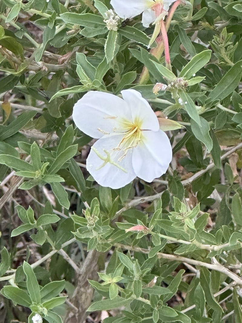 Mountain Evening Primrose photo 5