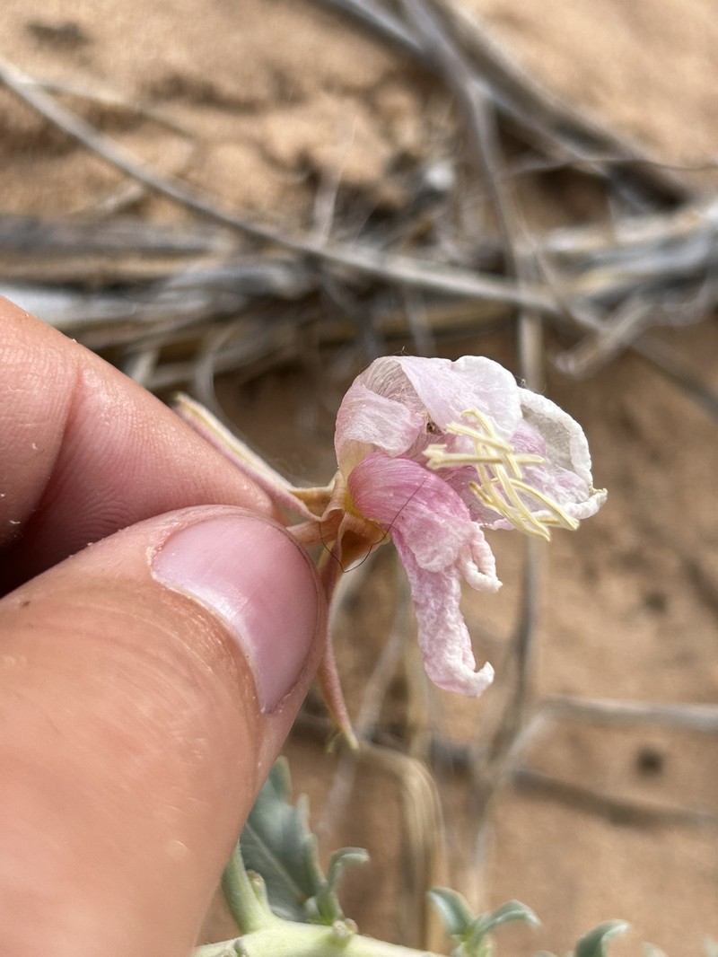Mountain Evening Primrose photo 6