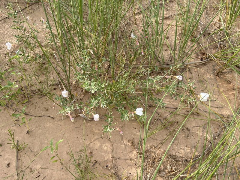 Mountain Evening Primrose photo 7