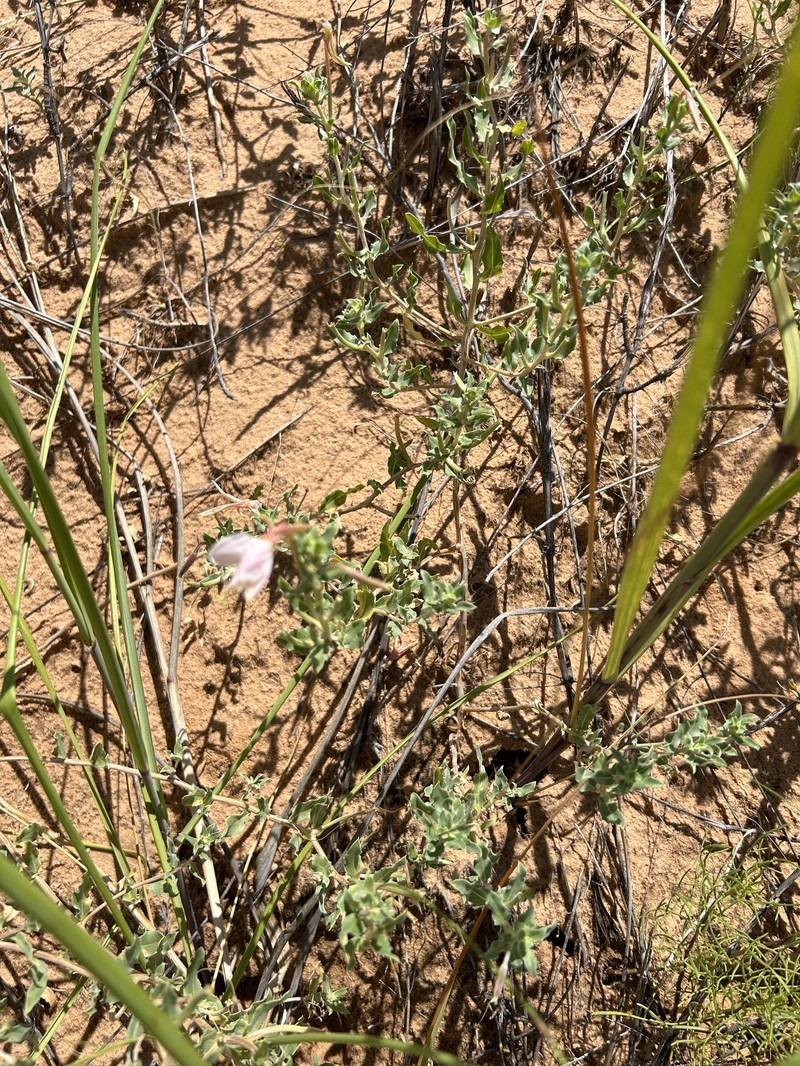 Mountain Evening Primrose photo 8