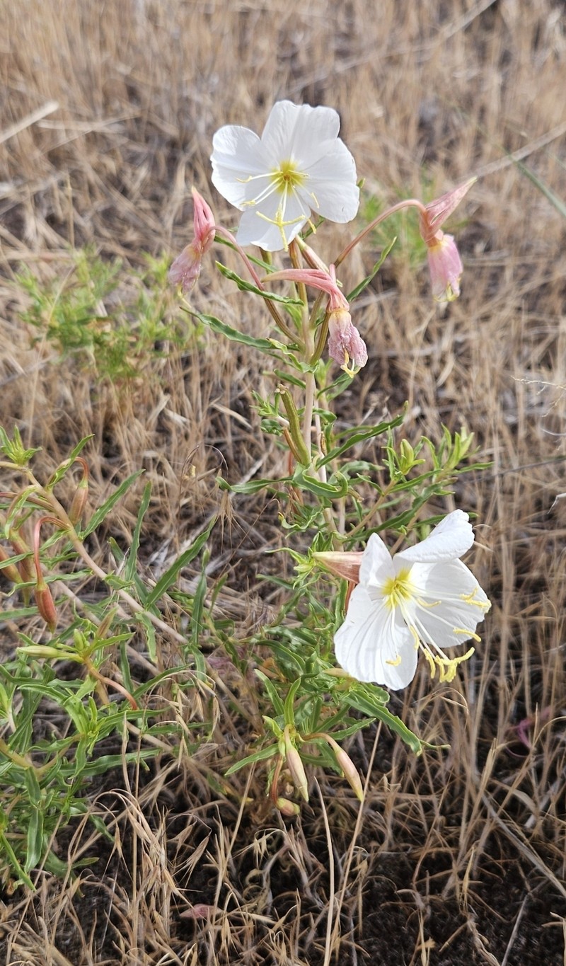 Oenothera pallida subsp. pallida