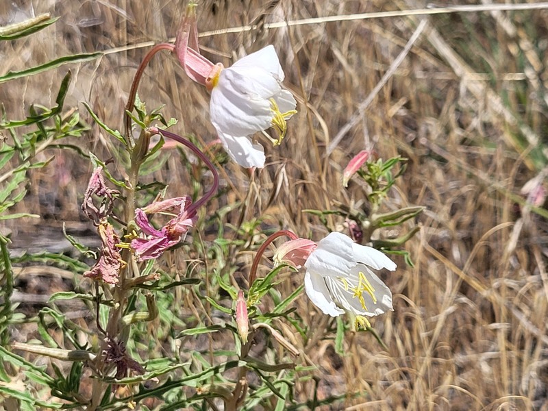 Oenothera pallida subsp. pallida photo 2