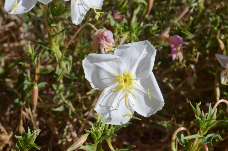Oenothera pallida subsp. pallida photo 3