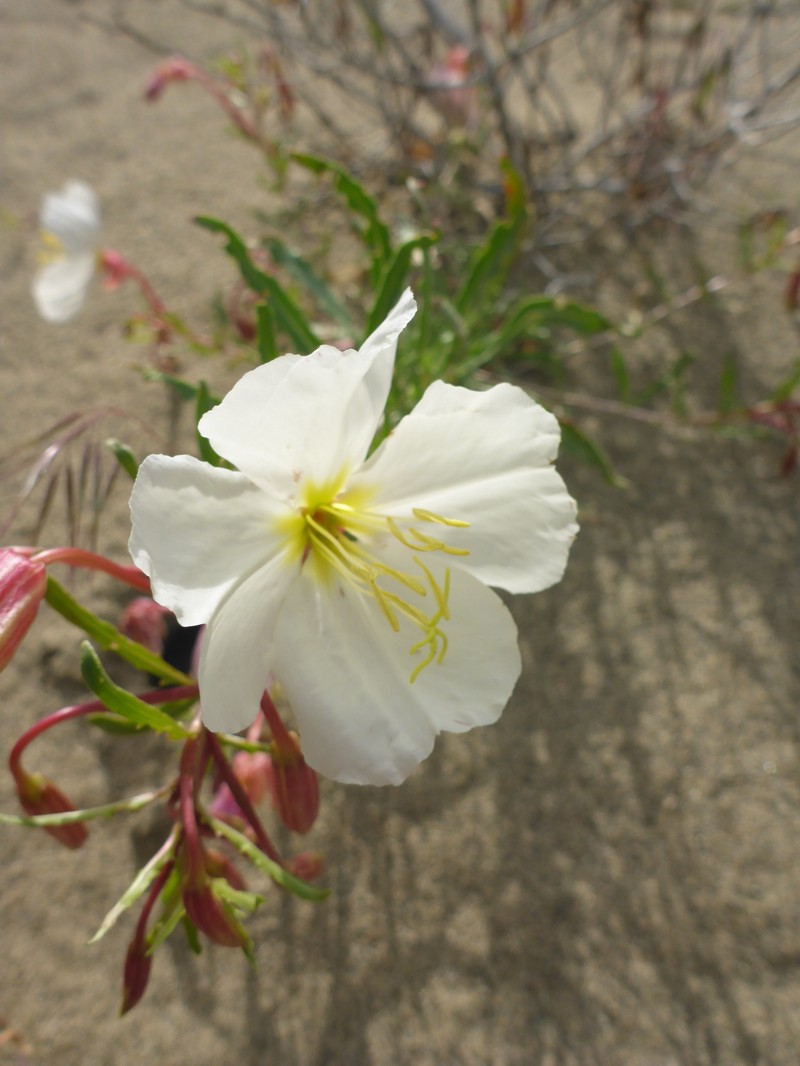 Oenothera pallida subsp. pallida photo 4