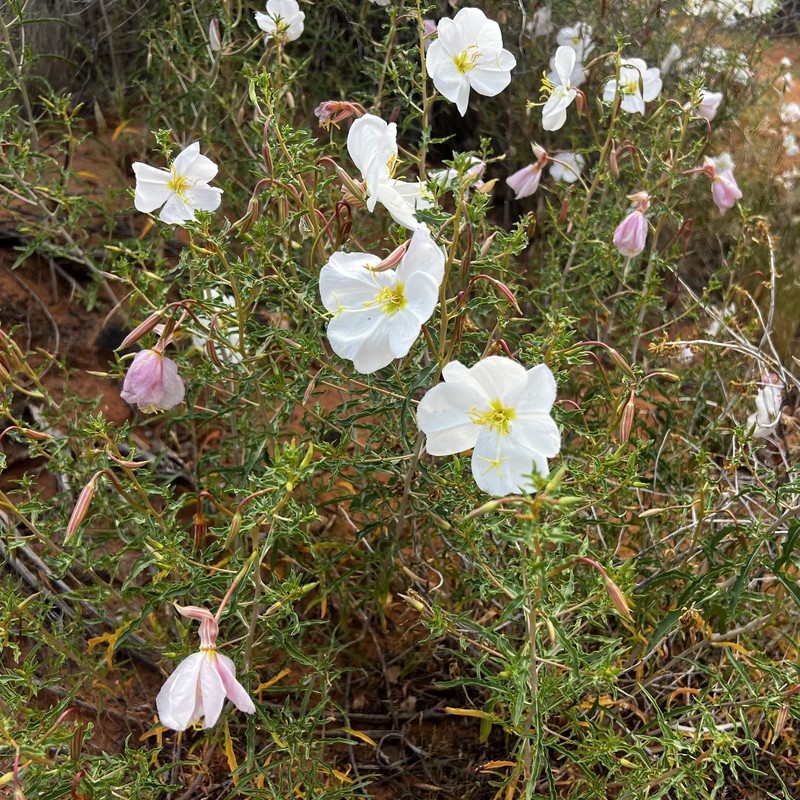 Oenothera pallida subsp. pallida photo 5