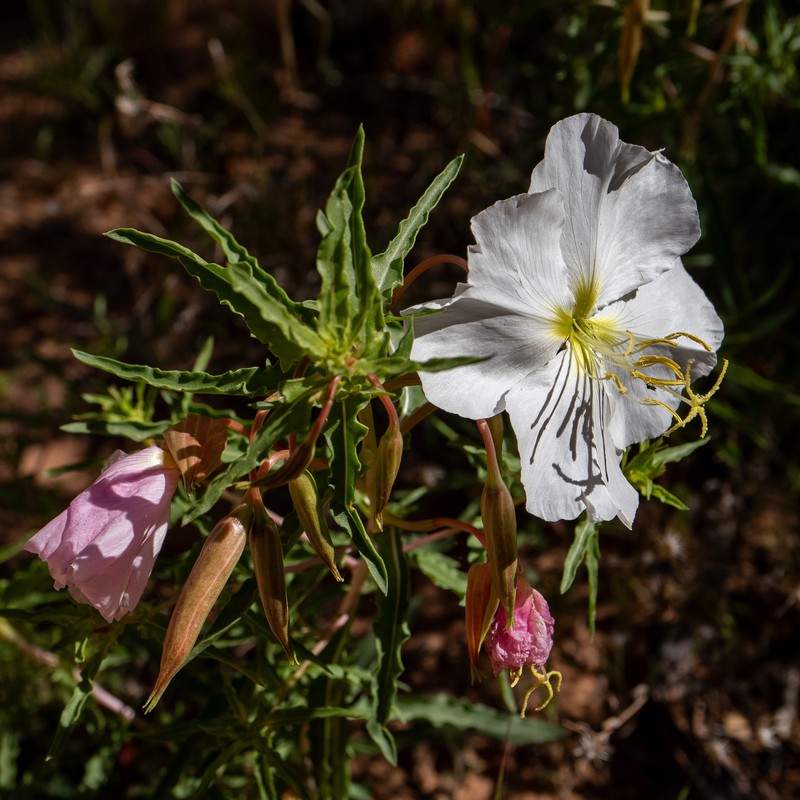 Oenothera pallida subsp. pallida photo 6