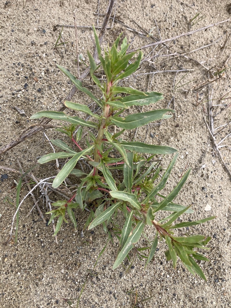 Oenothera pallida subsp. pallida photo 7