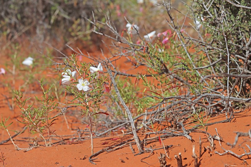 Oenothera pallida subsp. pallida photo 8