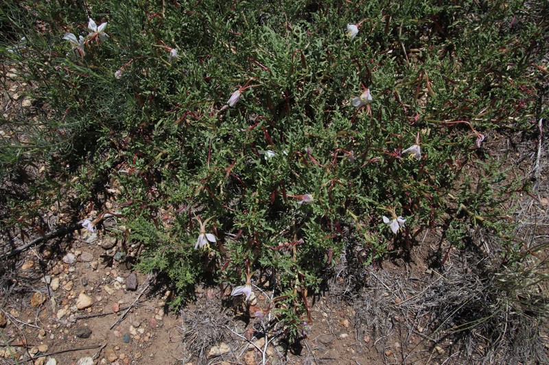 Oenothera pallida subsp. runcinata