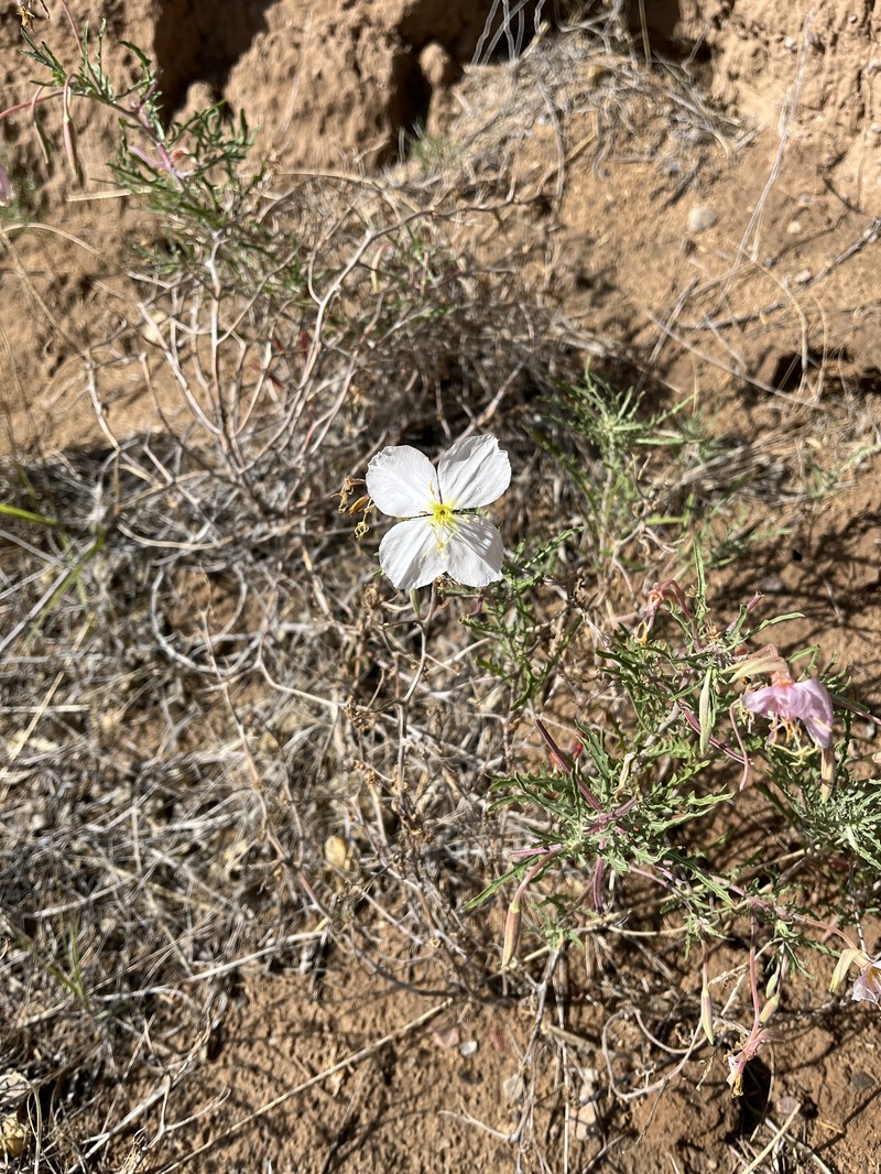 Oenothera pallida subsp. runcinata photo 2