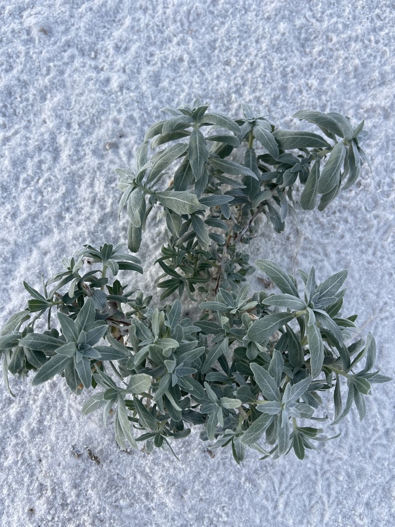 Oenothera pallida subsp. runcinata photo 3