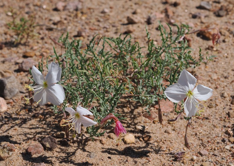Oenothera pallida subsp. runcinata photo 4